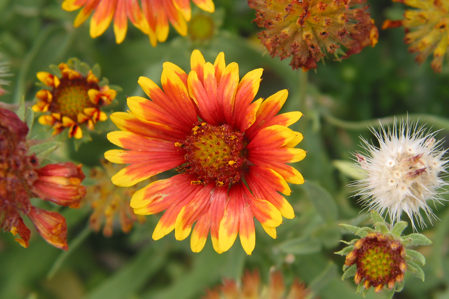 Goblin Blanket Flower
